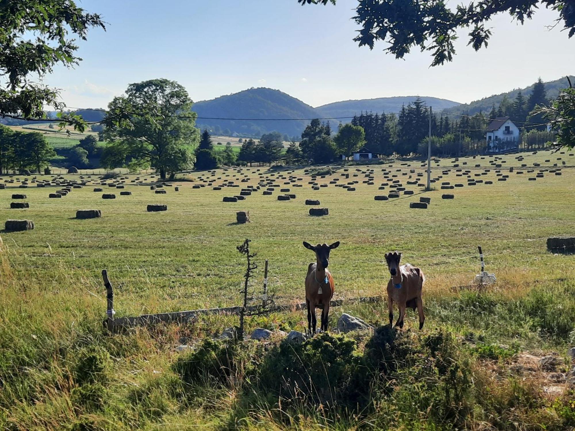 Seoski Turizam Melovic Rozanstvo Exteriér fotografie